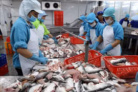 2021年前7个月越南查鱼出口总额达9.3亿美元