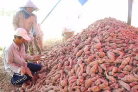 越南红薯有望准入中国市场