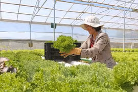 林同省大叻市将成为东南亚第一蔬菜生产中心（图片来源：越通社）