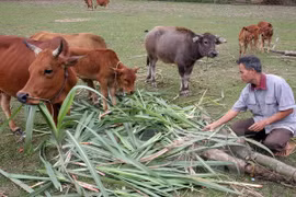 发展畜牧业 有助于扶贫解困（图片来源：越通社）