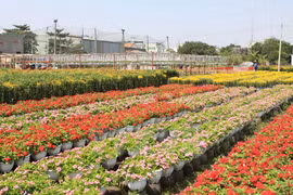 胡志明市花村（图片来源：越通社）