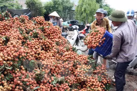 越南对中国的荔枝出口额达4200万美元
