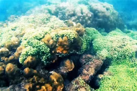 昏果岛周围多姿多彩的珊瑚礁和多样海洋生物（图片来源：人民军队报）