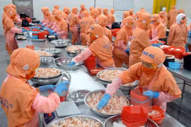加工虾类（图片来源：越通社）