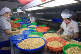 越南腰果加工出口​ （图片来源：越通社）