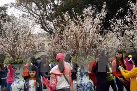 附图：河内市李太祖花园的樱花（图片来源：越通社）