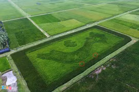 水稻越南地图（图片来源：因特网）