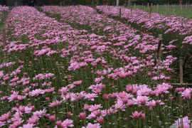 河内西就花村