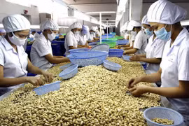 加工腰果（图片来源：越通社）