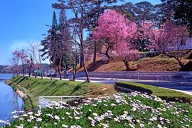 大叻市花园