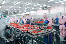 胡志明市越日食品加工厂（图片来源：sggp.org.vn）