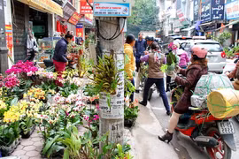 河内别具特色的柚集市（图片来源于《越南之声》）