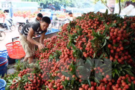 荔枝（图片来源：越通社）