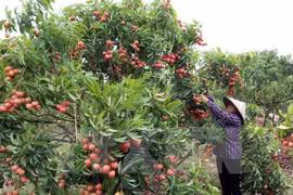 越南北江省荔枝对中国出口量逾3.22万吨
