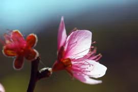桃花（图片来源：dulich.vnexpress.net）
