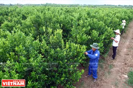 南药的金橘种植区面积为5公顷，供配制咳嗽药(图片来源：越南画报）