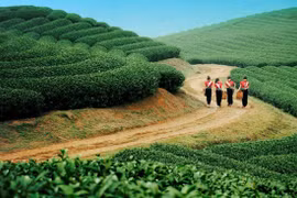 木州高原的茶田（图片来源：越南人民报）