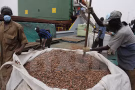 2016年印尼可可出口量将呈下降趋势