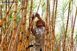 附图（图片来源：​ phnompenhpost.com） 