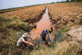 九龙江平原地区海水入侵日益严重（图片来源：越通社）