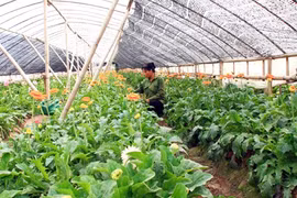 附图（图片来源：越南人民报）