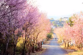 大叻市樱花（图片来源：因特网）