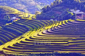 西北地区田梯美景（图片来源：越通社）