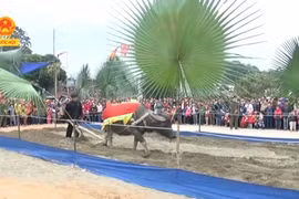 宣光省岱族同胞欢庆下田节