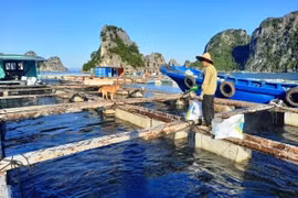 广宁省——可持续海水养殖的典范 