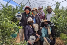 澳大利亚对越南农业劳动力敞开大门