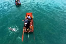 广宁省姑苏海域经常出现海豚