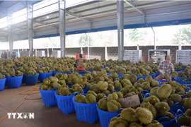 越南榴莲占中国市场份额近32%