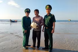 巴地头顿省将一只玳瑁放归大海