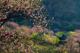西北山林的“明珠”
