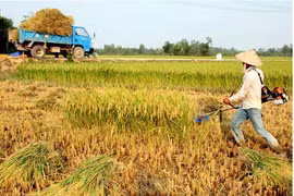 马来西亚在2025年东盟轮值主席国任期内优先解决粮食安全和气候变化问题