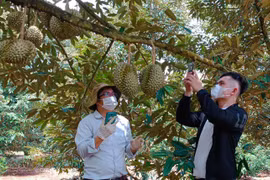 平福省新增27个榴莲种植区代码