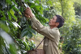 越南经济作物出口面临的挑战