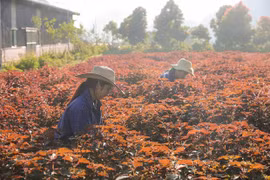 越南企业以药用植物作为支柱 给困难的土地带来“甜果”