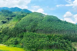 越南通过出售保护森林产生的碳信用额获得年均收入可达5万亿越盾