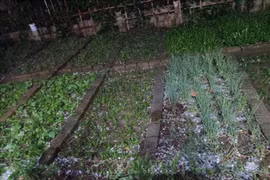 越南老街省遭冰雹来袭