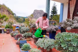 在家中种植石莲花 为家庭带来长久的吉祥之气
