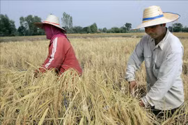 受厄尔尼诺现象影响 泰国大米出口或大幅减少