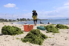 宁顺海藻喜获丰收，卖出好价钱