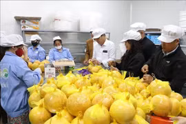 和平省柚子成功进军欧洲市场。图自越通社