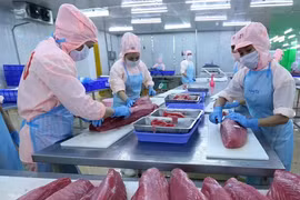 加工符合欧盟标准的金枪鱼产品。图自越通社