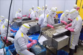 越南贝类出口维持增长态势。图自越通社