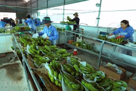 越南与中国正式签署对华出口鲜香蕉议定书