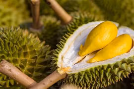 榴莲成为越南水果出口的主力产品
