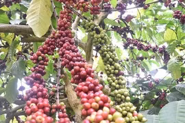 力争至2025年咖啡重新种植和嫁接面积10.7万公顷