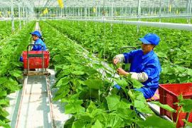 越南积极减少农业生产中的温室气体排放 